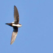 White-throated Swift